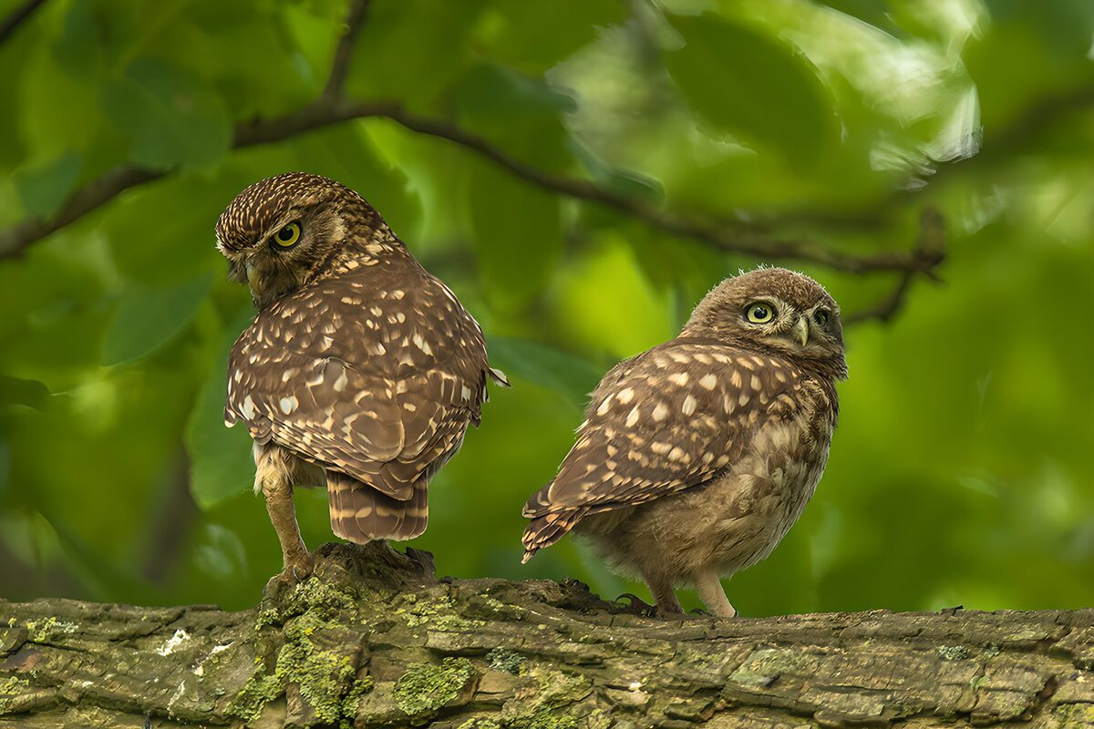 Charming Little Owls on a Branch