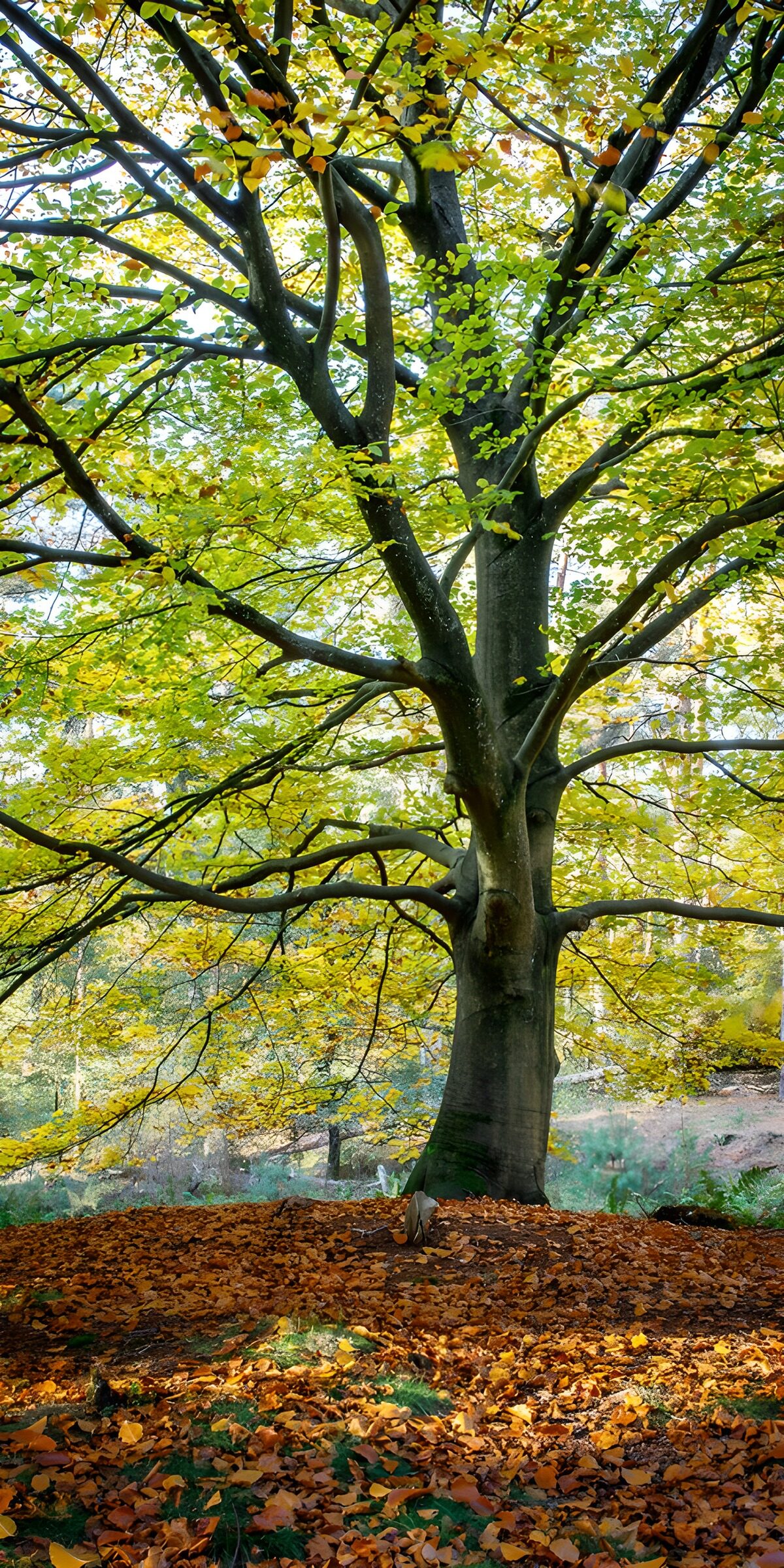 OCCOM7361161: Autumn Splendor in the Forest