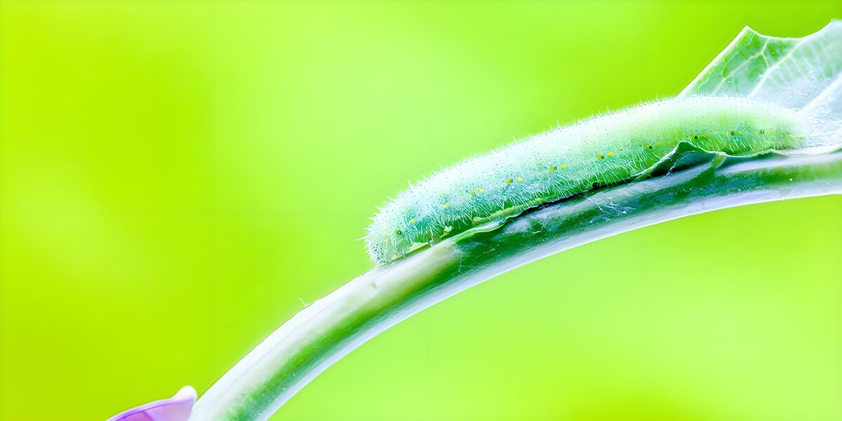 Green Caterpillar on Leaf