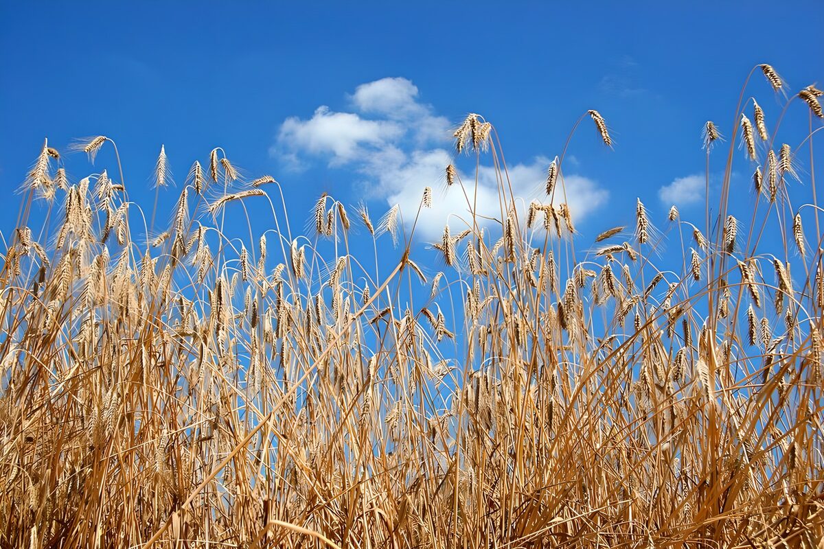 OCCOM5634555: Golden Wheat Under a Bright Sky