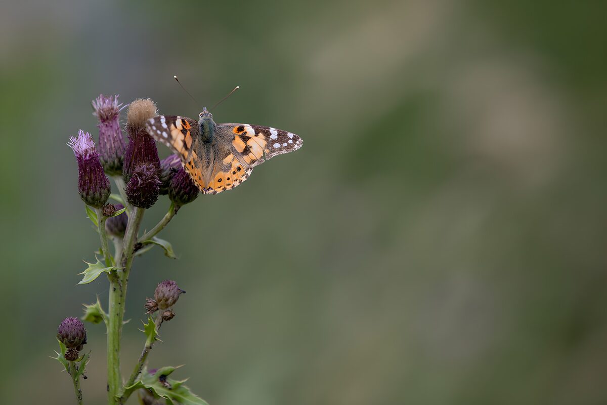 Colorful Butterfly on Thistle Flower