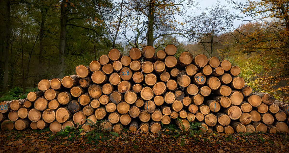 OCCOM9161674: Stacked Logs in Autumn Forest