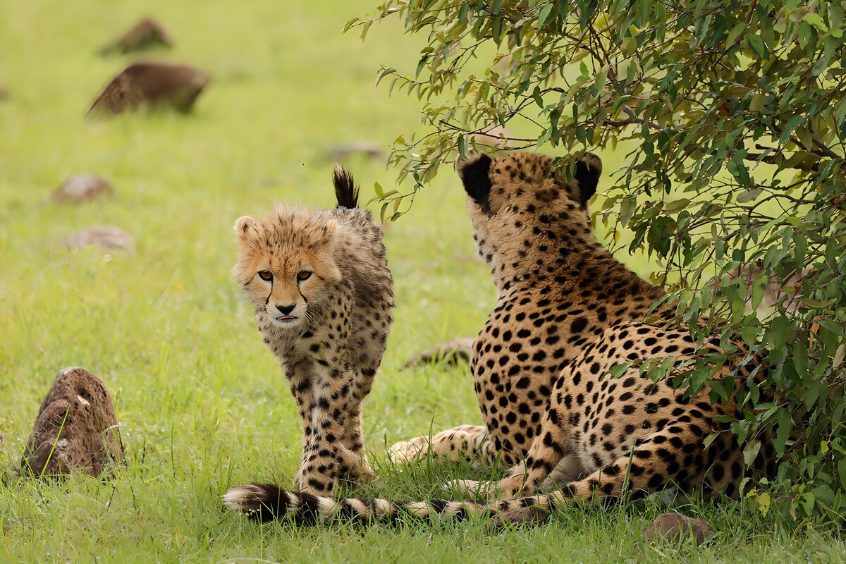 Cheetah Cub and Parent in the Wild