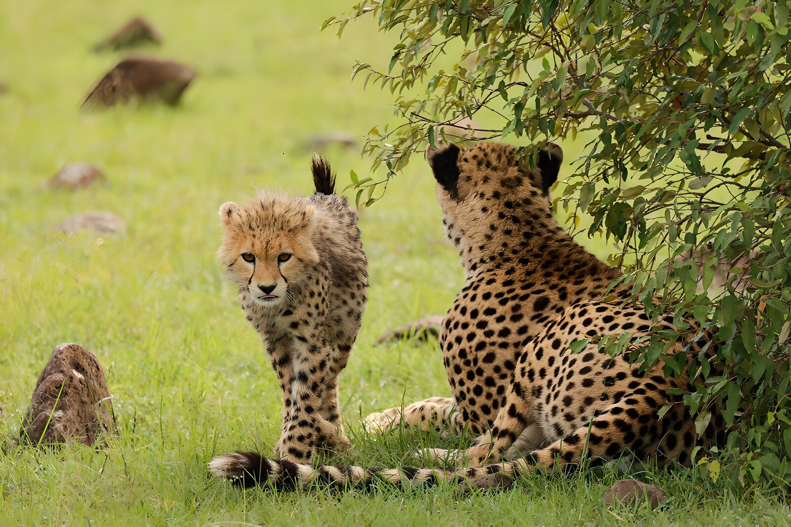 OCCOM5965499: Cheetah Cub and Parent in the Wild