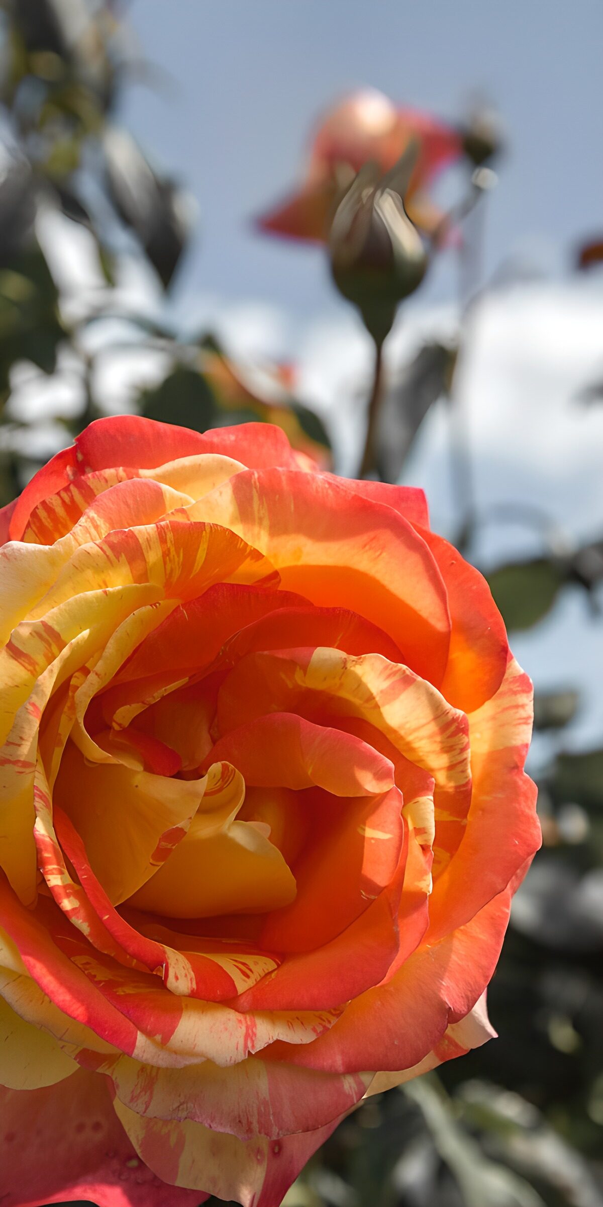 OCCOM1816560: : Vibrant Sunset Rose