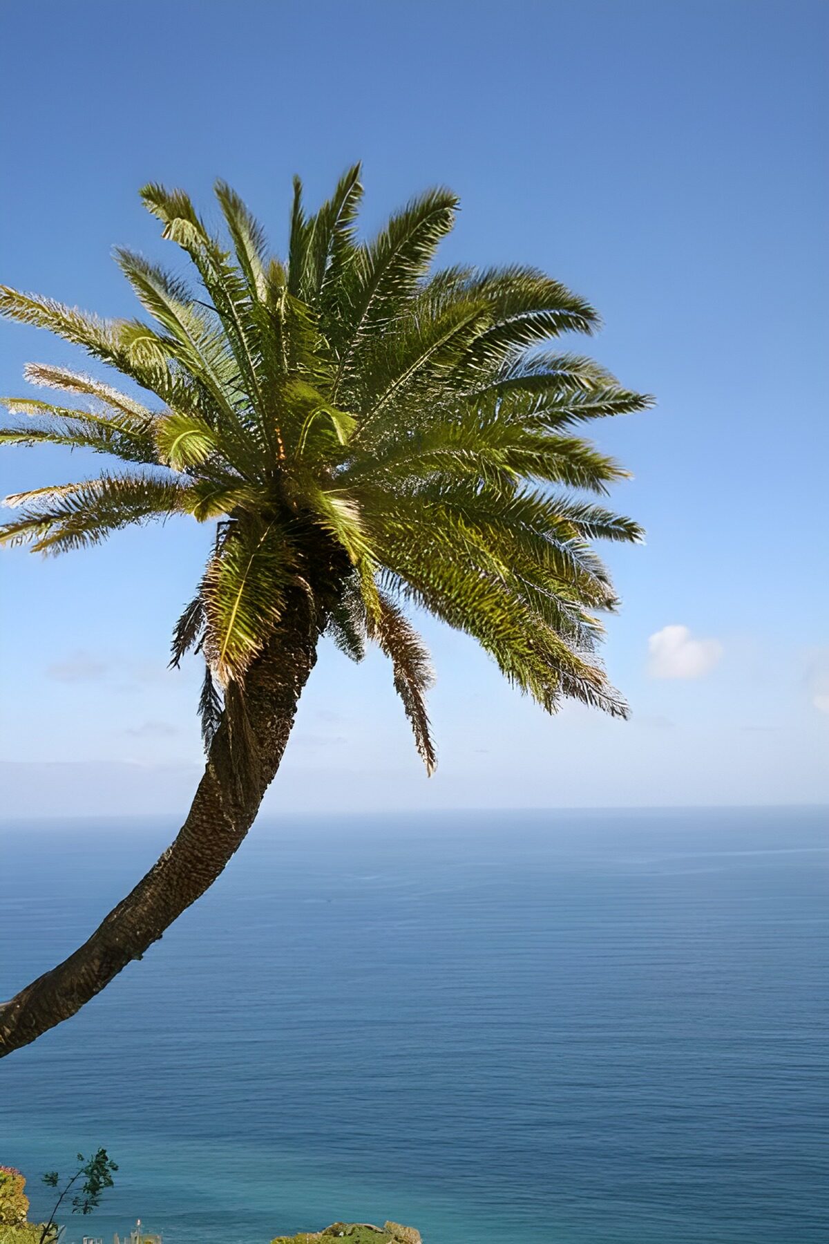 Serene Palm Tree by the Ocean
