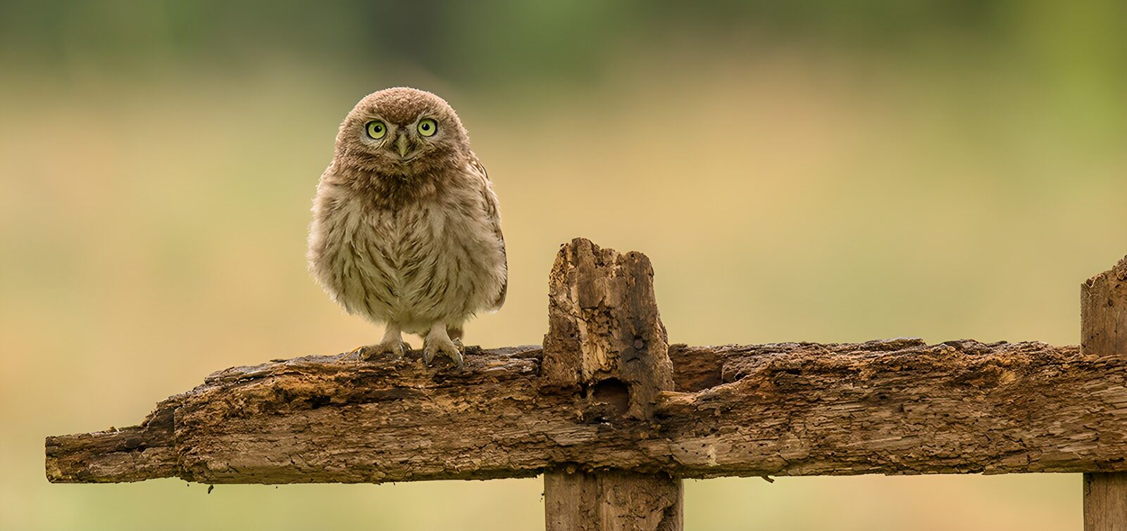 OCCOM3904708: Curious Little Owl on a Fence