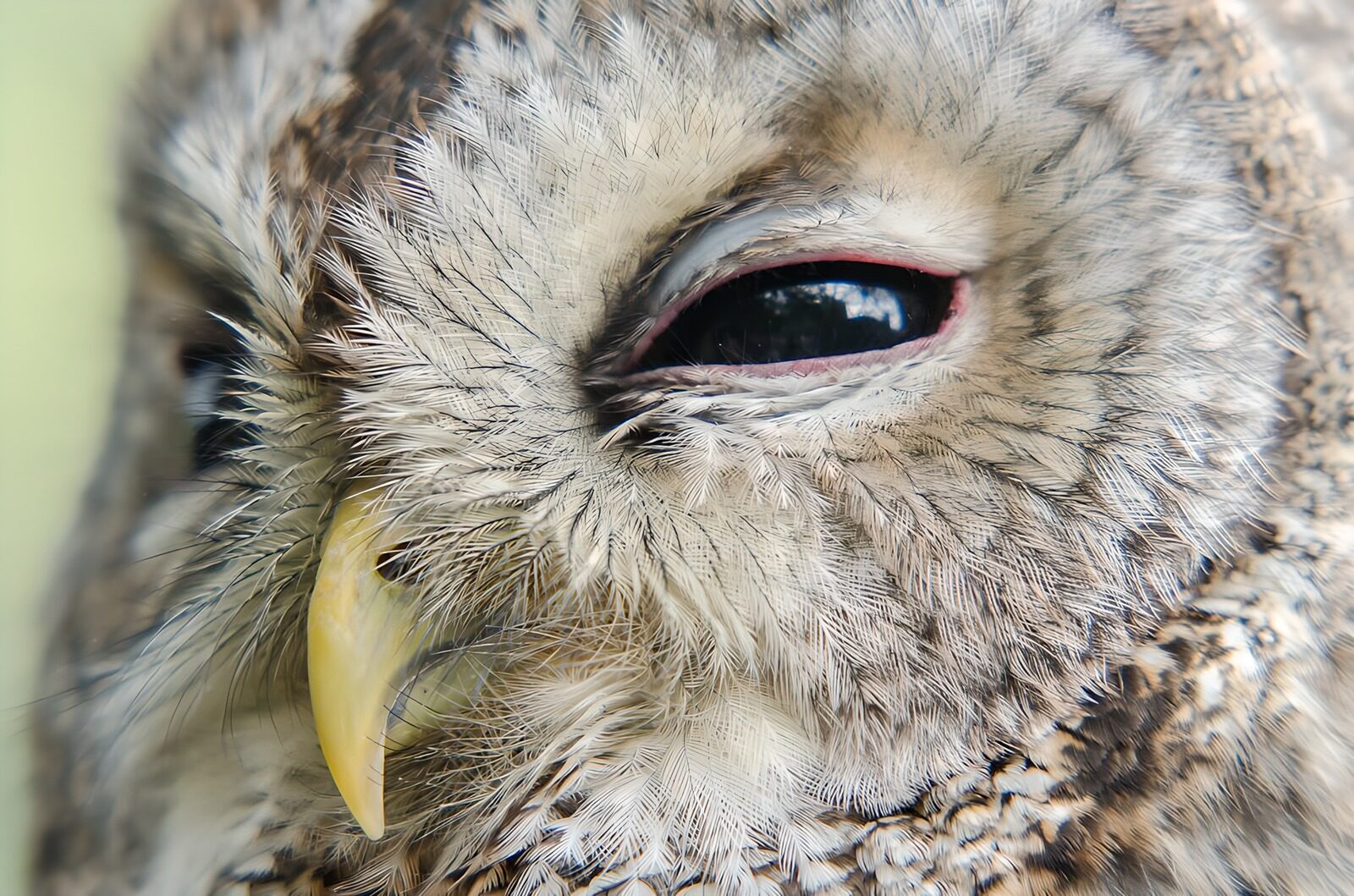 OCCOM3901077: Majestic Owl Close-up