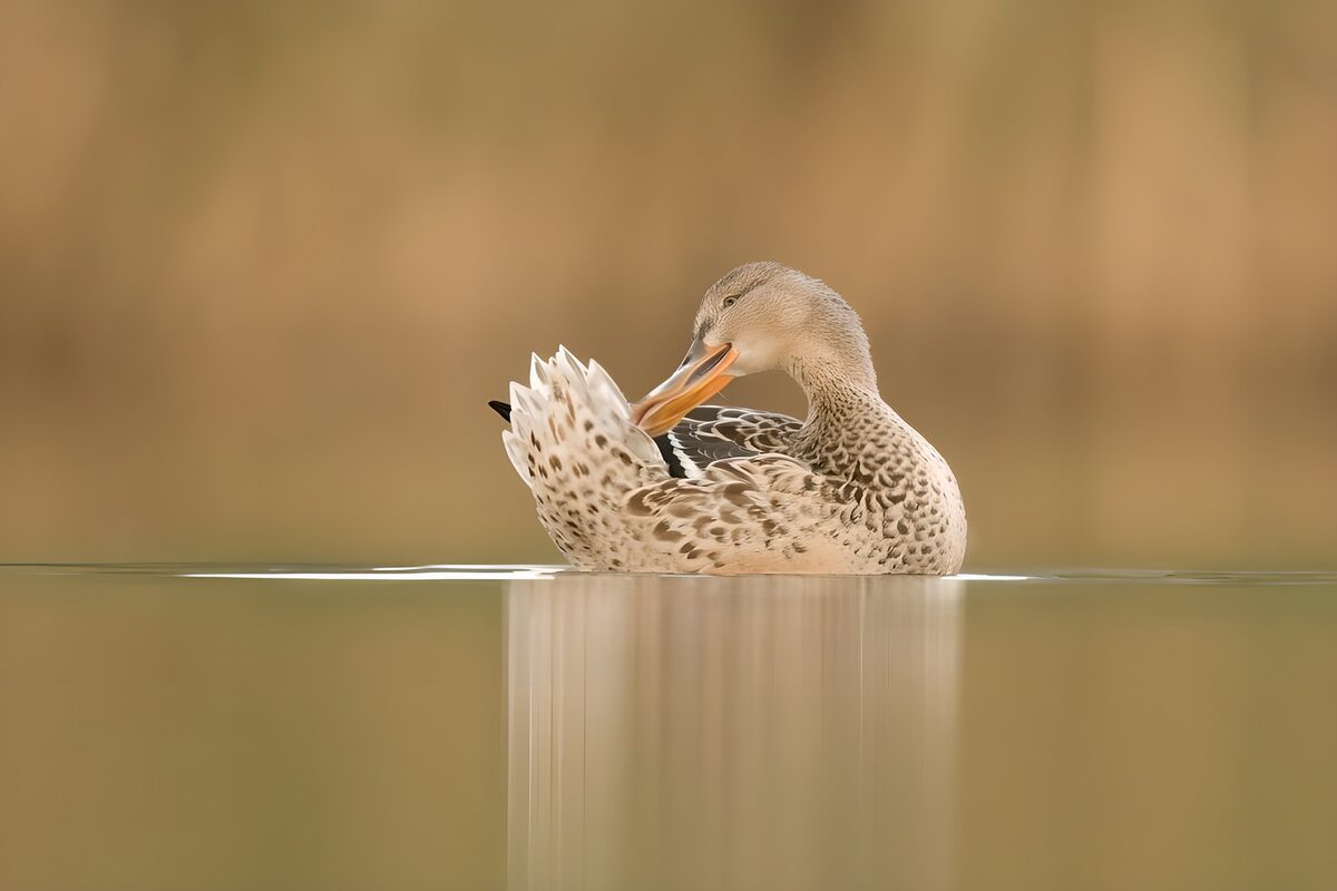 OCCOM8195457: Graceful Duck Preening in Calm Waters