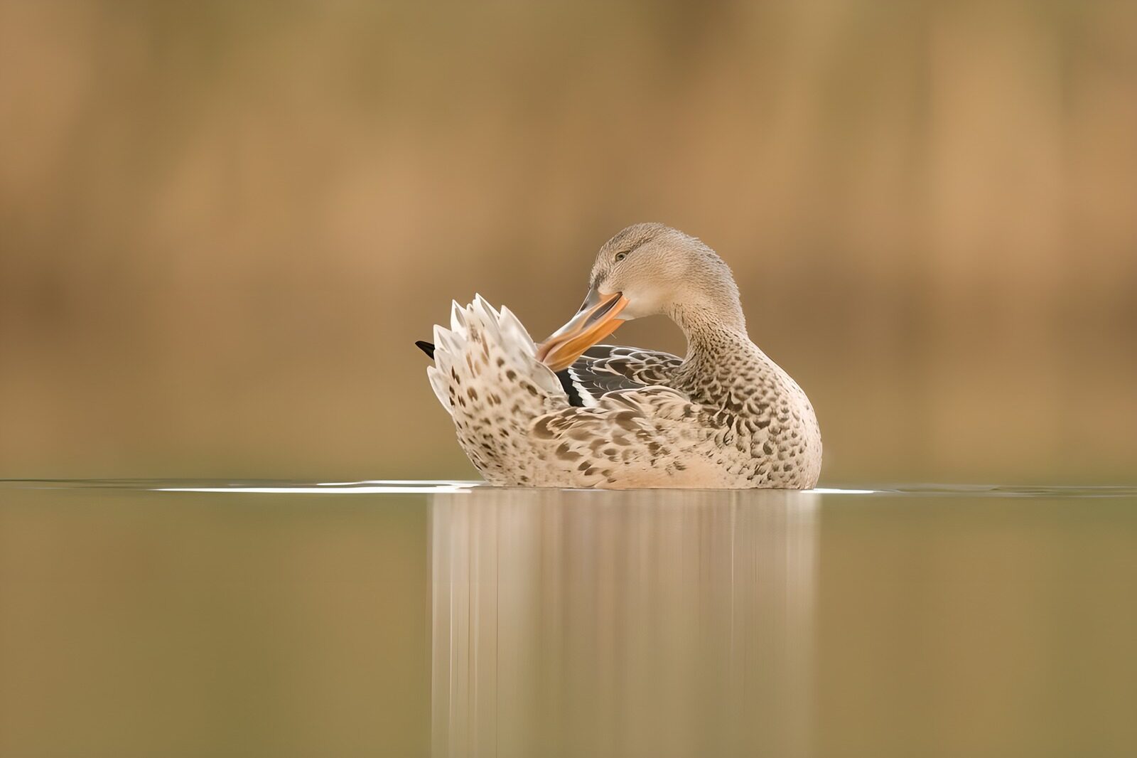 OCCOM8195457: Graceful Duck Preening in Calm Waters