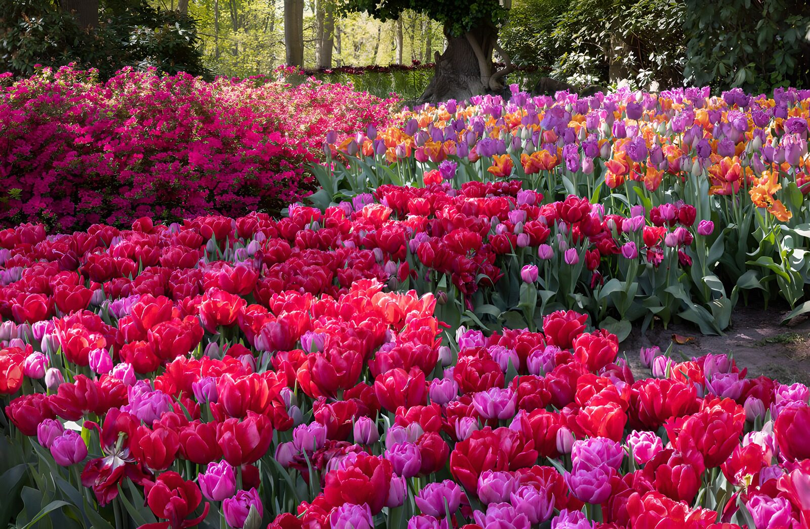 OCCOM4827873: Vibrant Tulip Garden in Bloom
