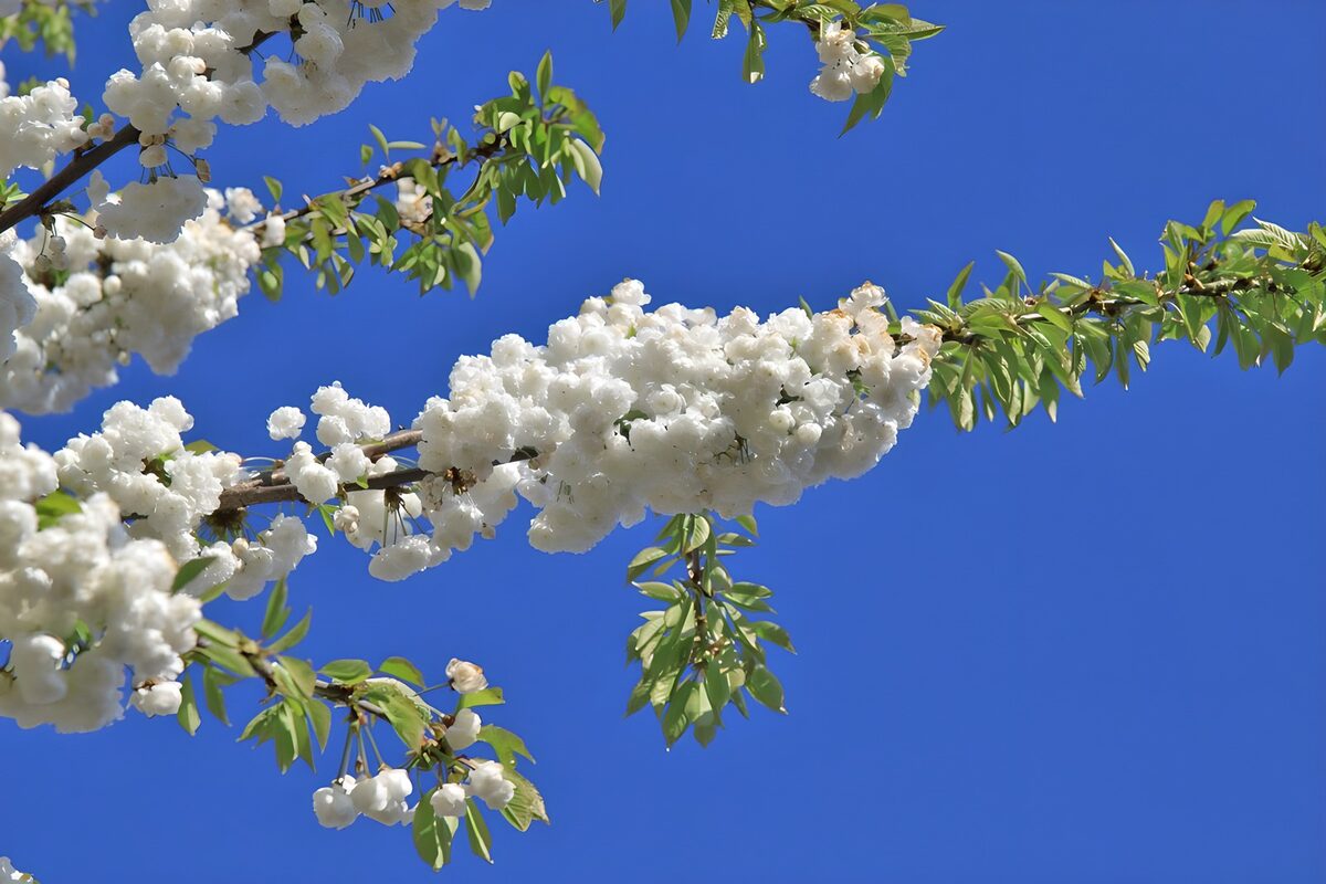 Blossom Boughs Against a Clear Blue Sky