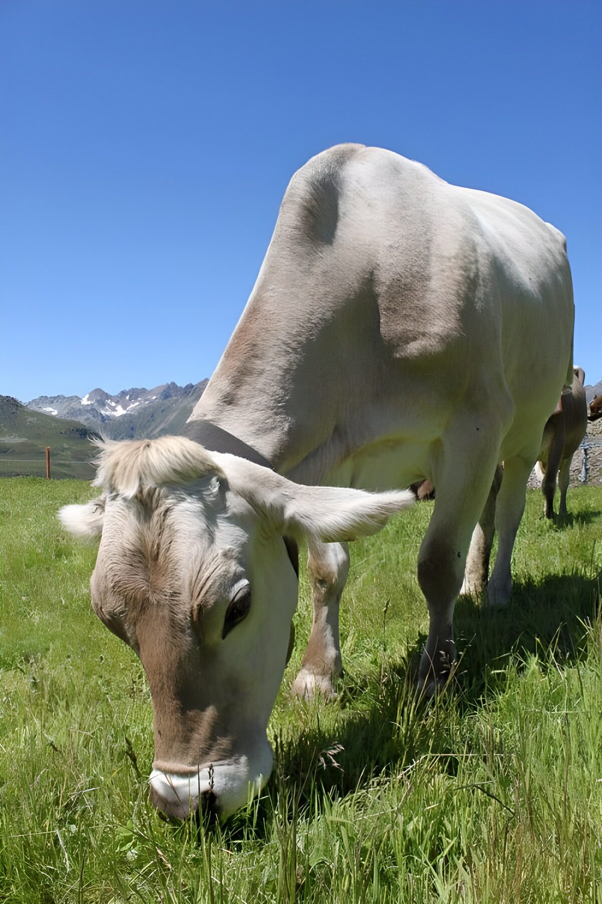 Grazing Cow in Sunny Pasture