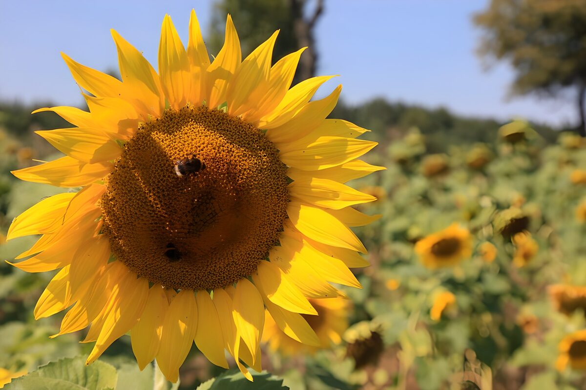 Vibrant Sunflower with Bees