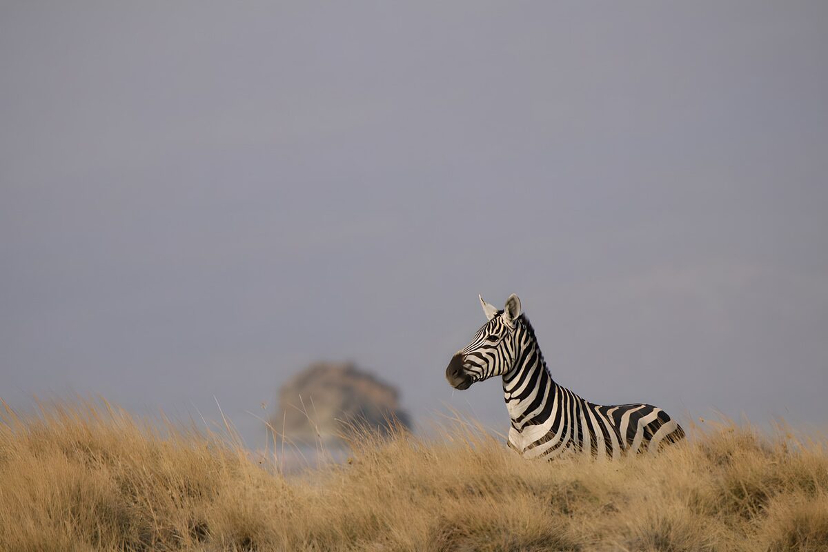 Majestic Zebra in the Grasslands