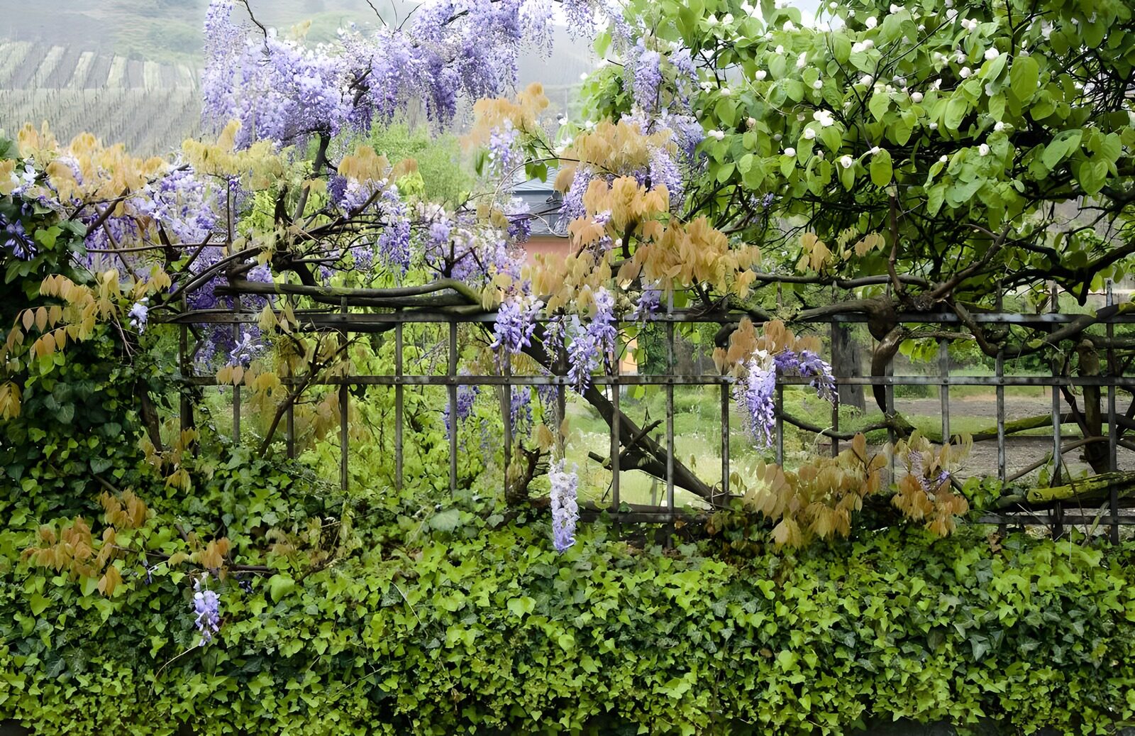 OCCOM4822377: Enchanted Garden Fence