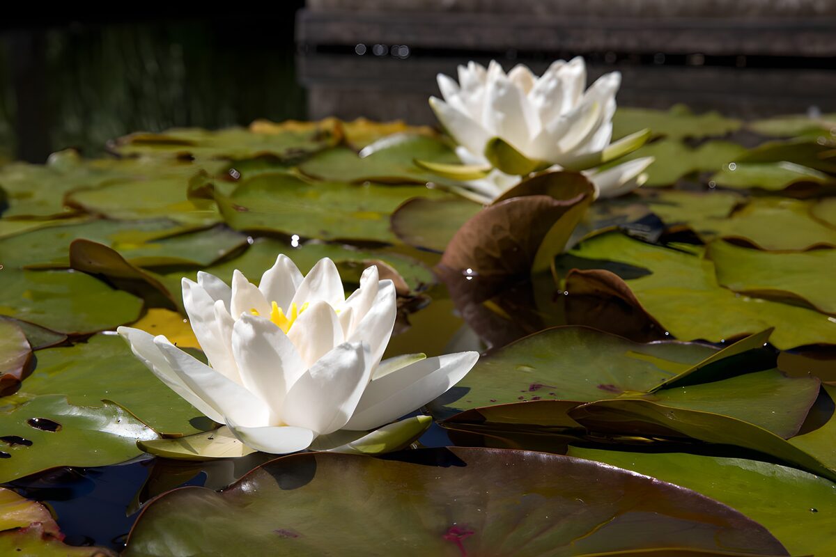 Tranquil Water Lilies in Bloom