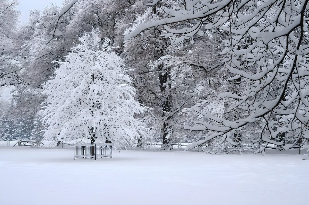 Winter Wonderland Serenity