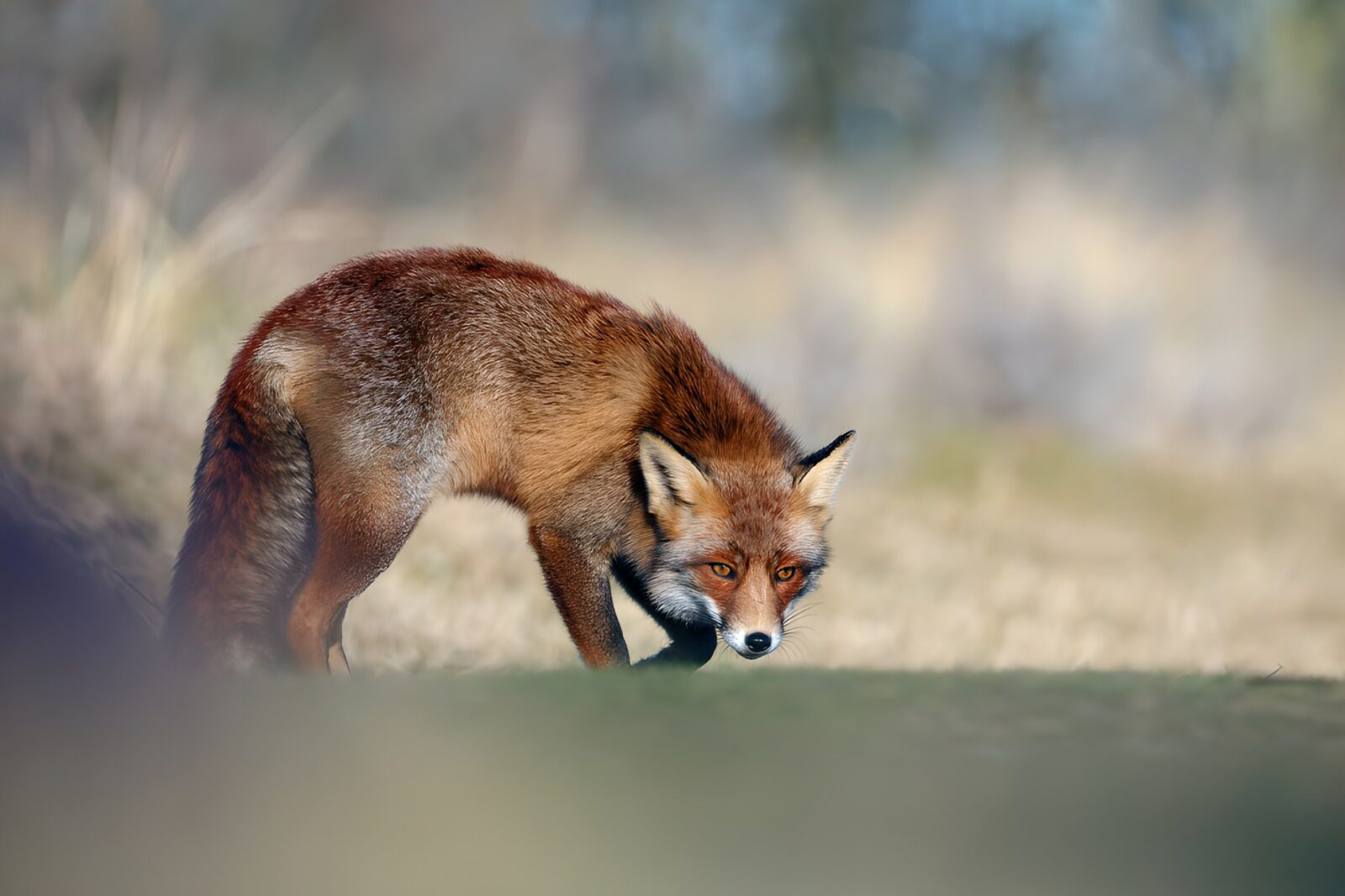 OCCOM5535205: Curious Fox in Natural Habitat