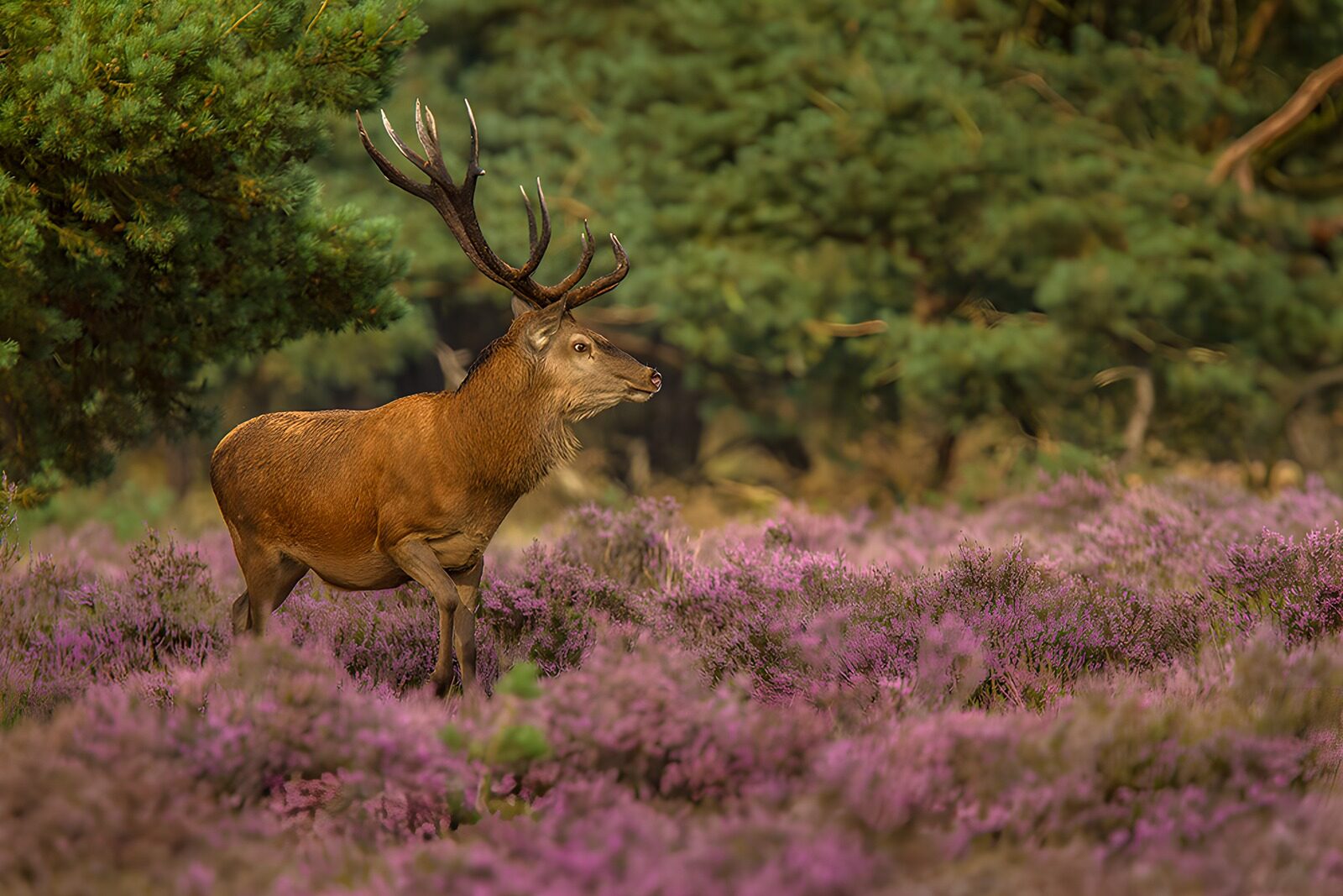 OCCOM7920526: Majestic Stag in Blooming Heather