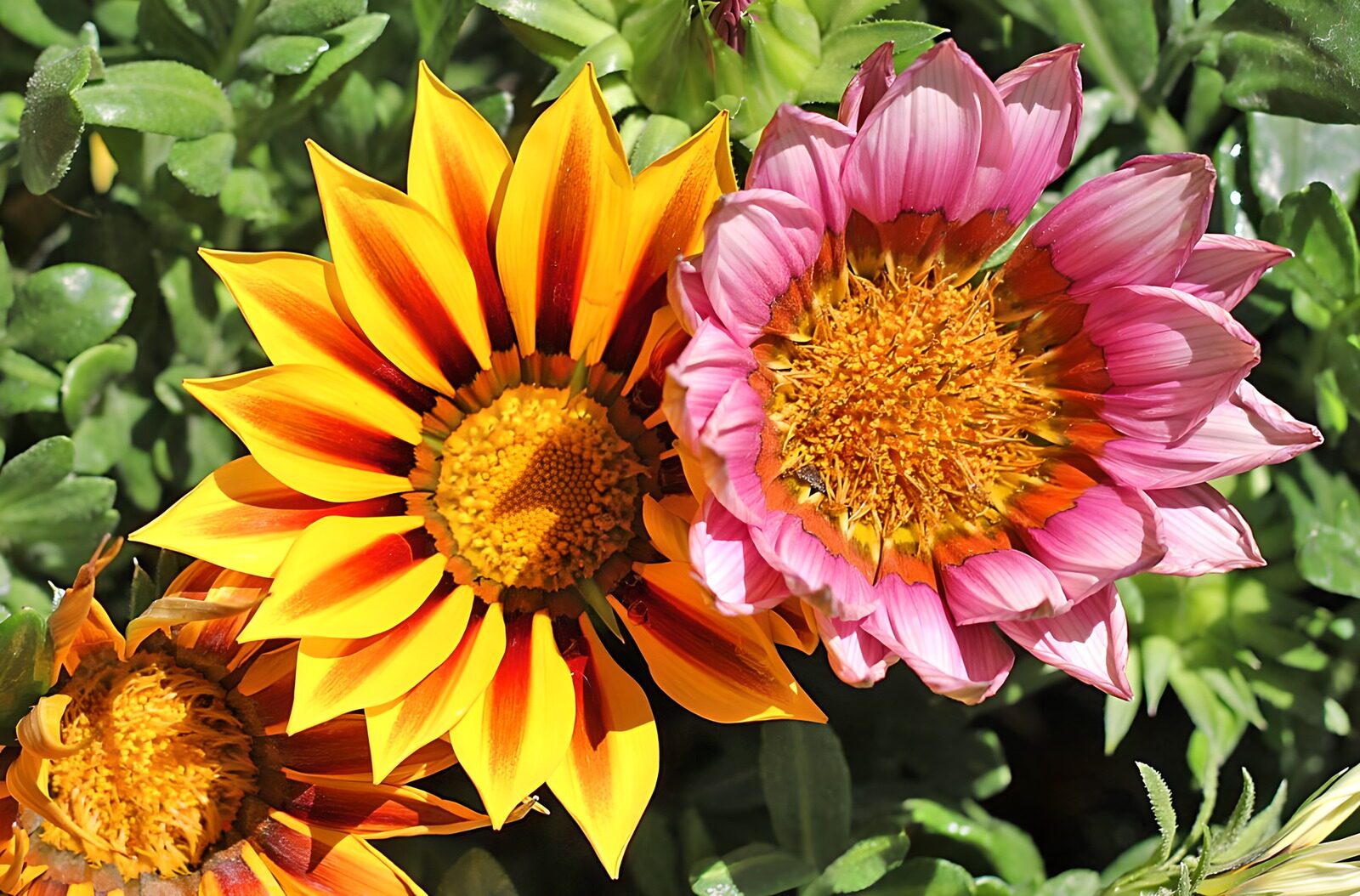 OCCOM1087644: Vibrant Flower Trio in Full Bloom