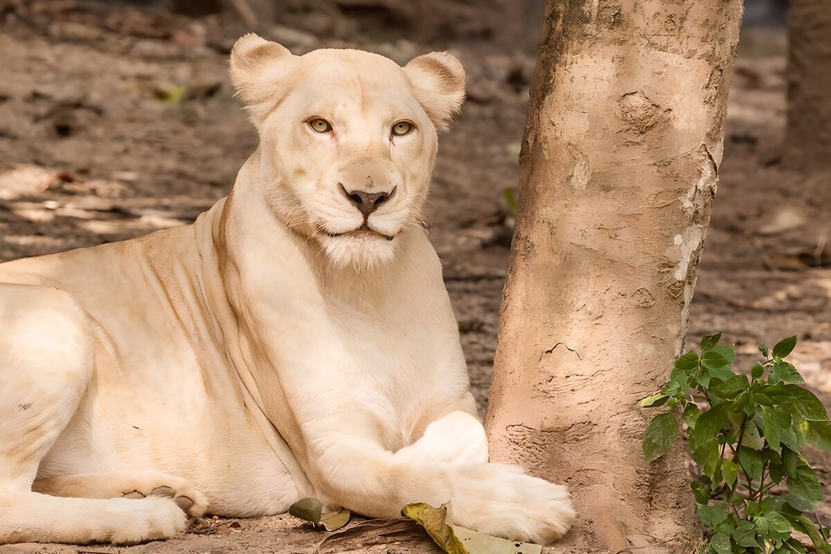 Majestic White Lion in Nature