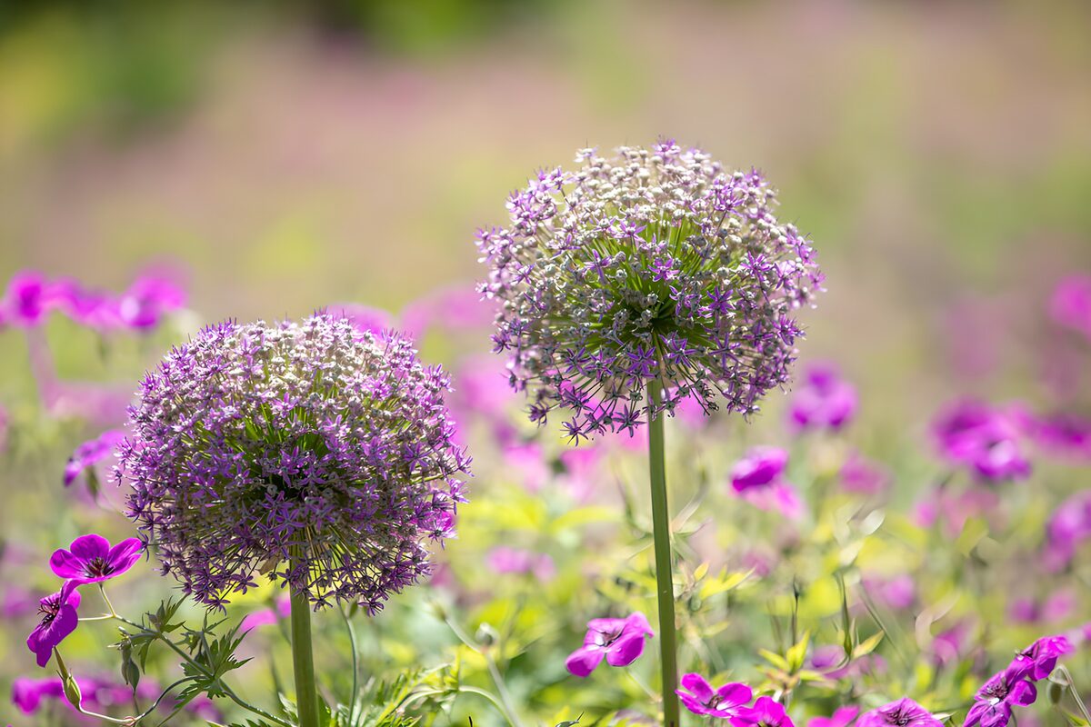 OCCOM3932969: Enchanted Garden Blossoms