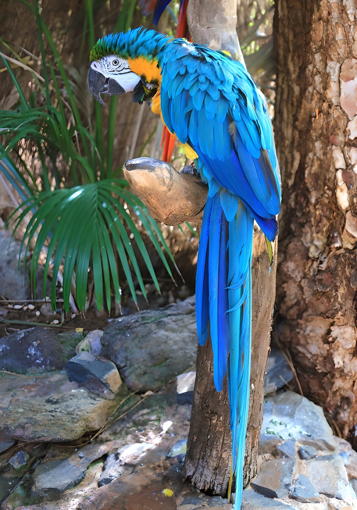 OCCOM6522287: Vibrant Blue Macaw Perched on a Branch