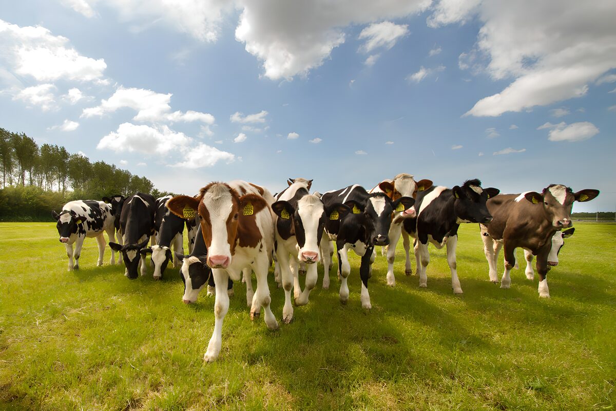 Herd of Curious Cows in Green Pasture