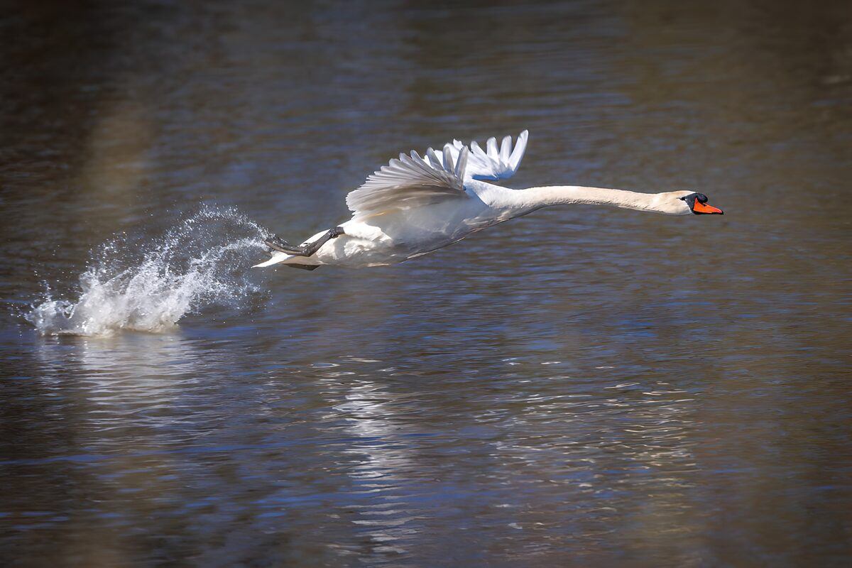 OCCOM8526186: Graceful Swan Taking Flight