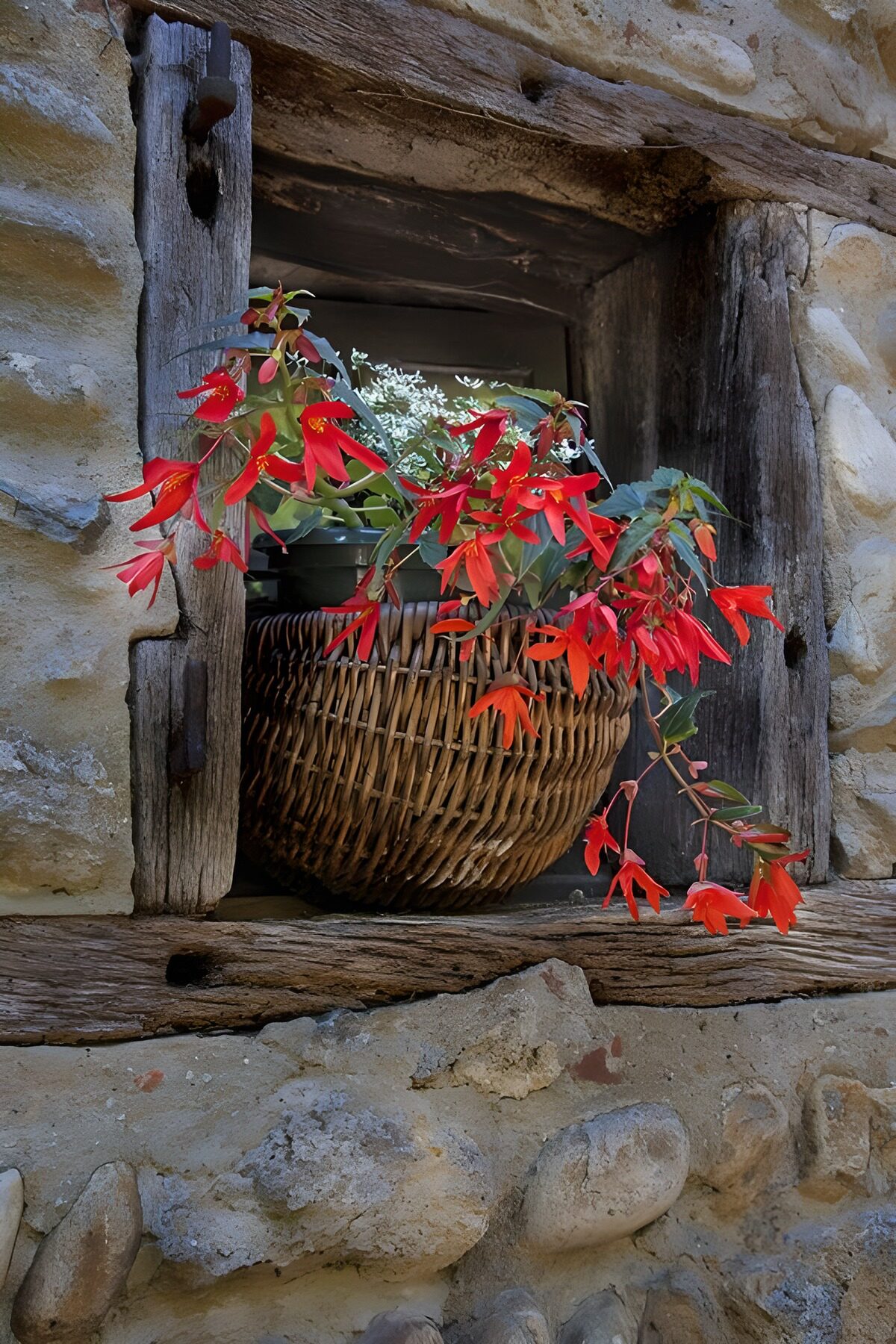 OCCOM3891106: Vibrant Flowers by a Rustic Window