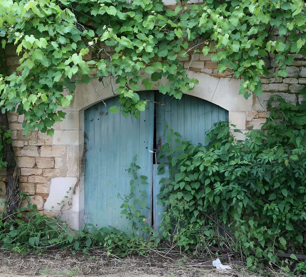 Forgotten Gateway Overgrown with Vines