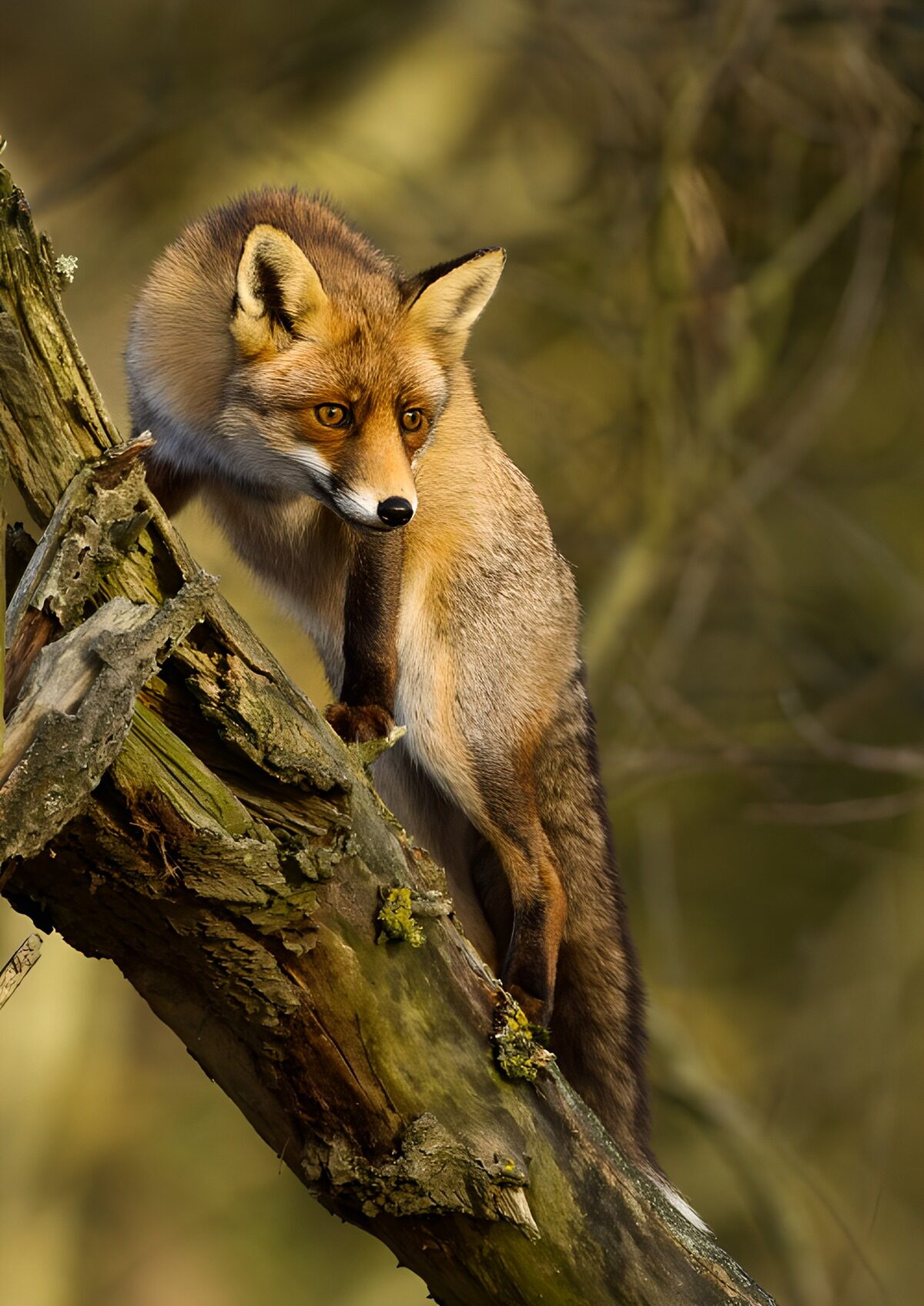 Curious Fox Exploring Its Tree