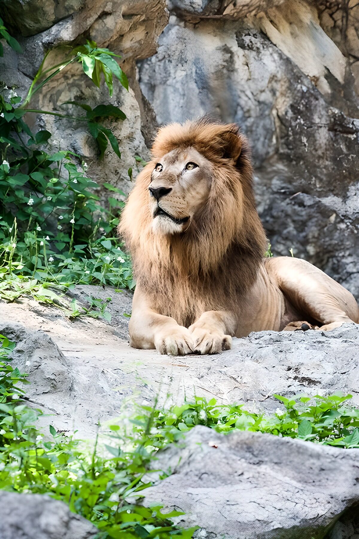 OCCOM4114032: Majestic Lion in Natural Habitat