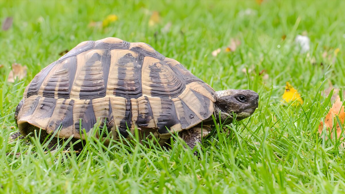 Majestic Tortoise in the Grass
