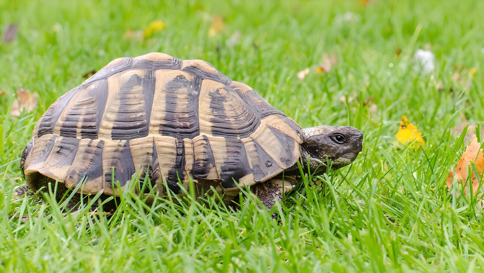 OCCOM2595398: Majestic Tortoise in the Grass