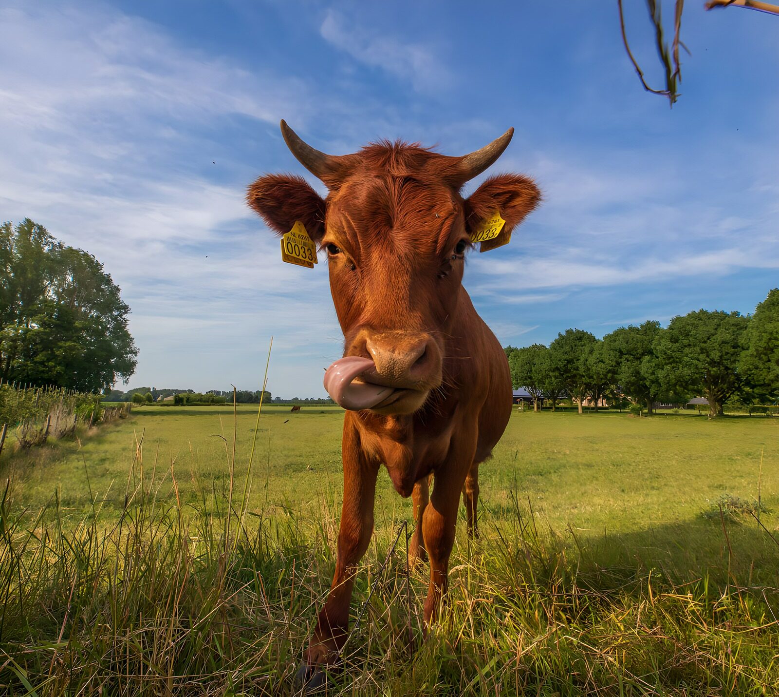 OCCOM1492728: Playful Brown Cow in the Meadow