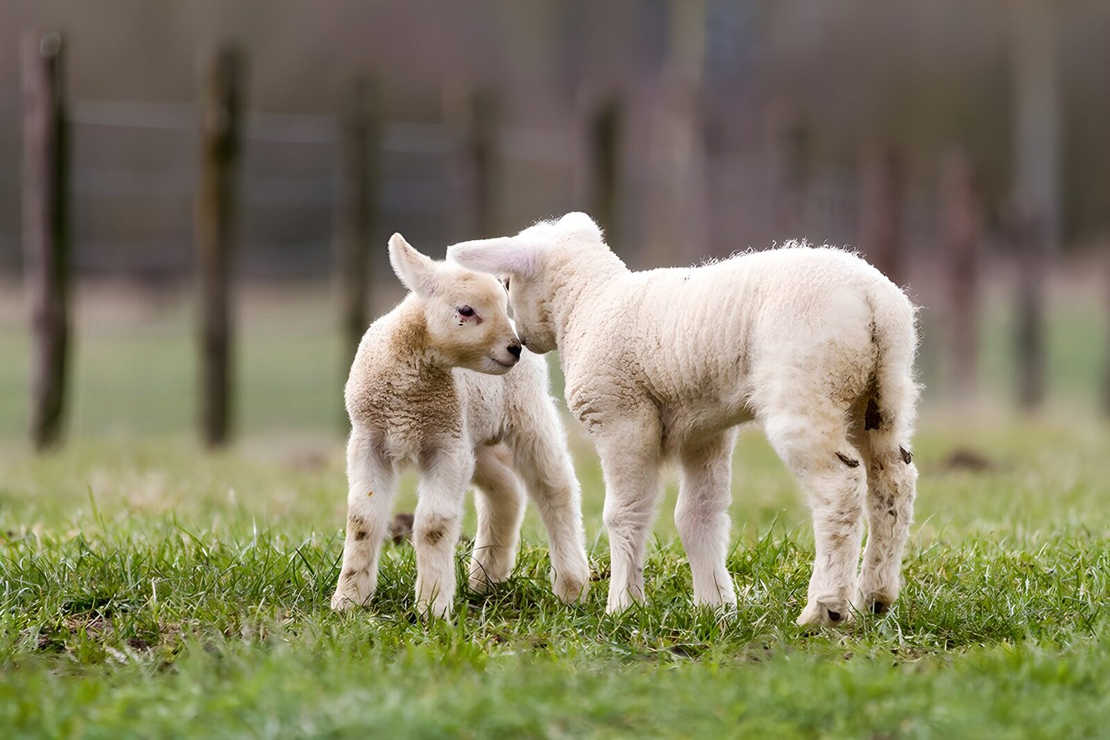 OCCOM1002802: Playful Lambs in Spring Meadow