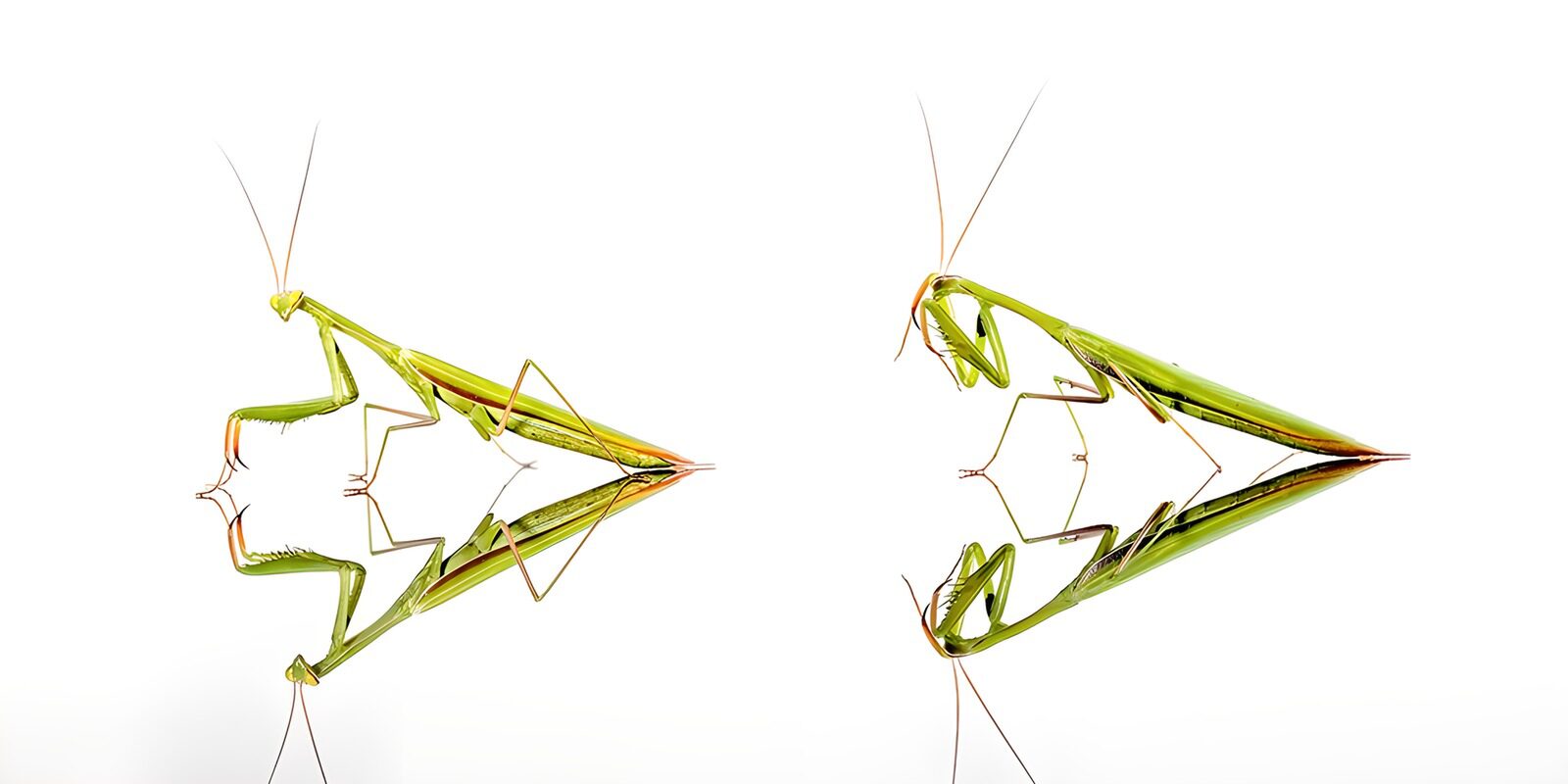 OCCOM4707708: Reflections of a Praying Mantis