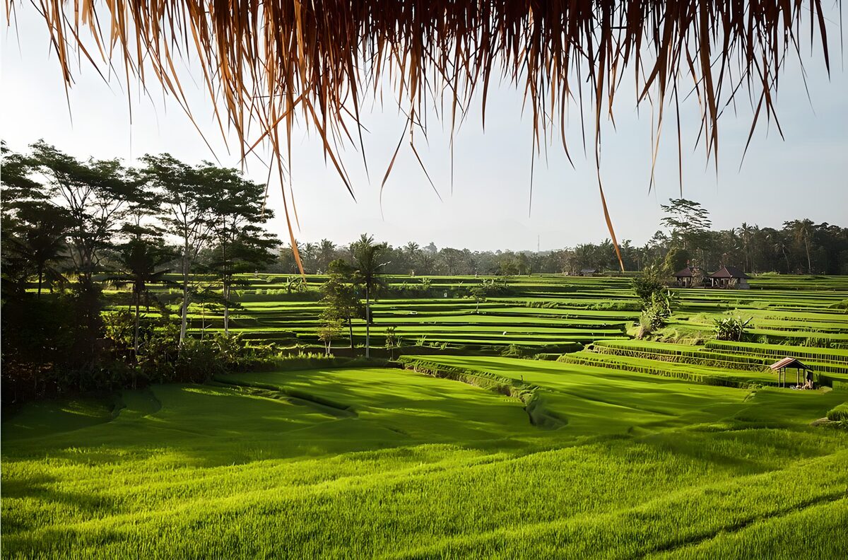 Lush Green Rice Terraces in Bali
