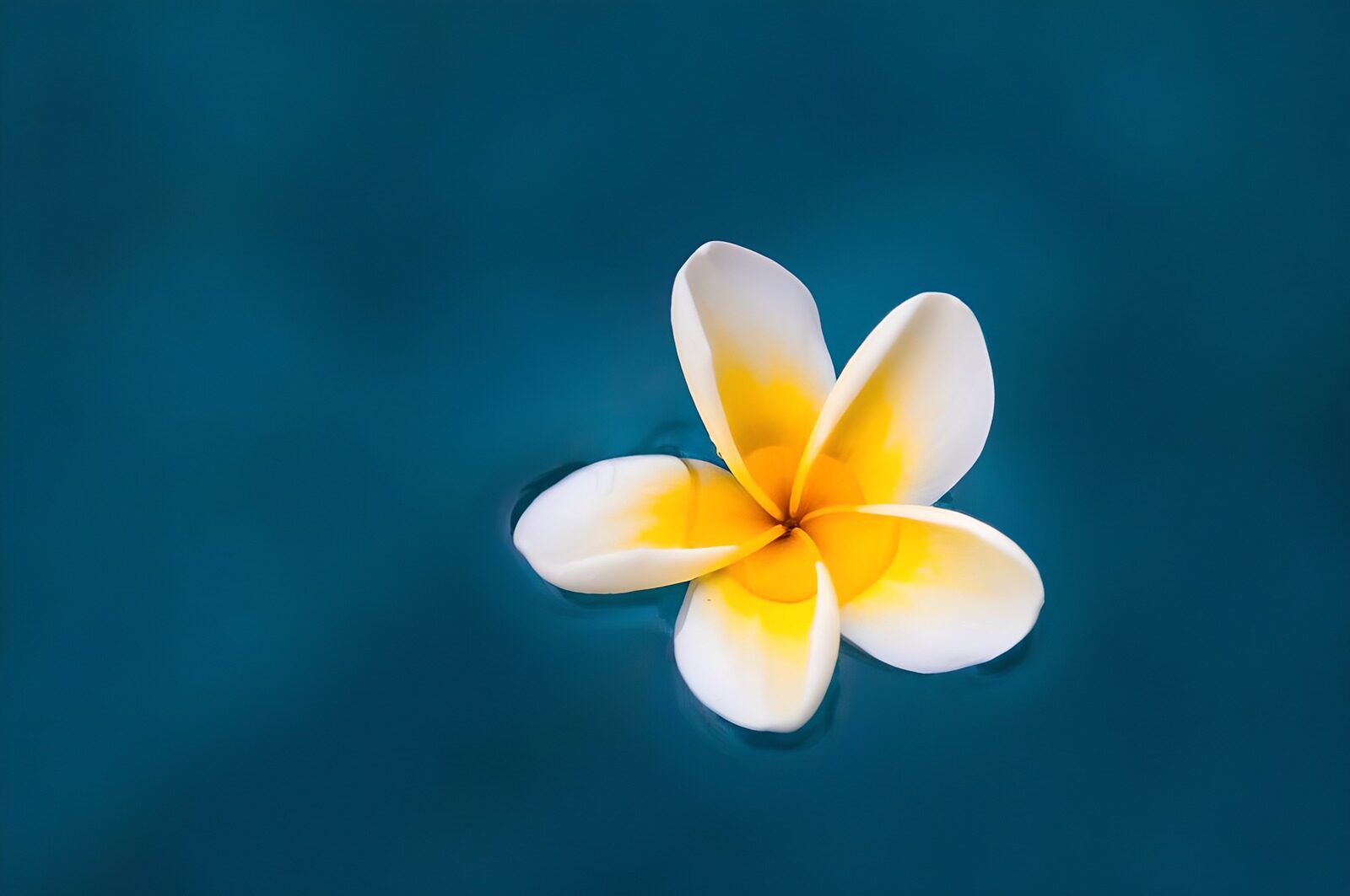 OCCOM4227545: Serenity of a Floating Flower