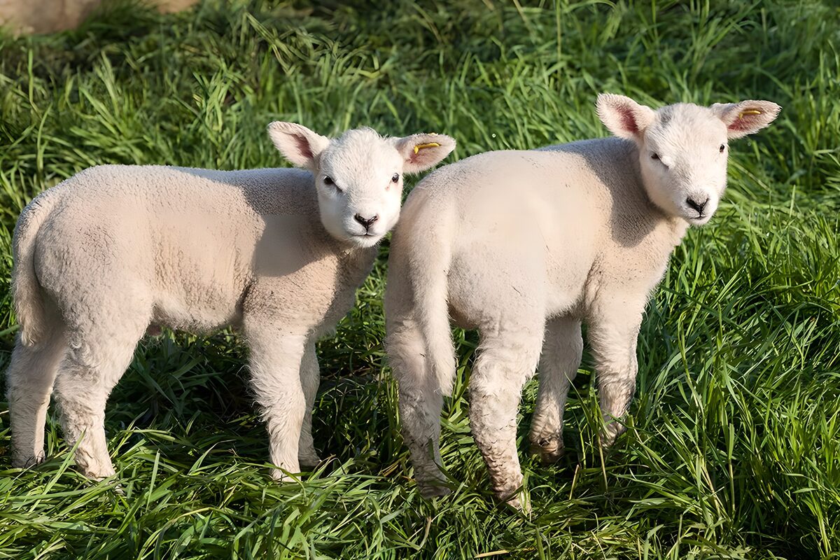 Playful Lambs in a Green Meadow