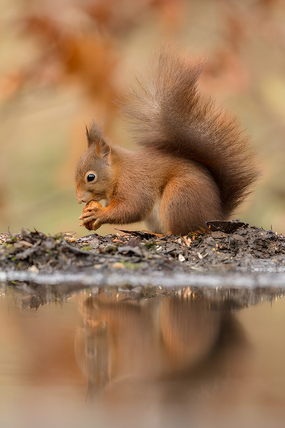 Playful Squirrel by the Water