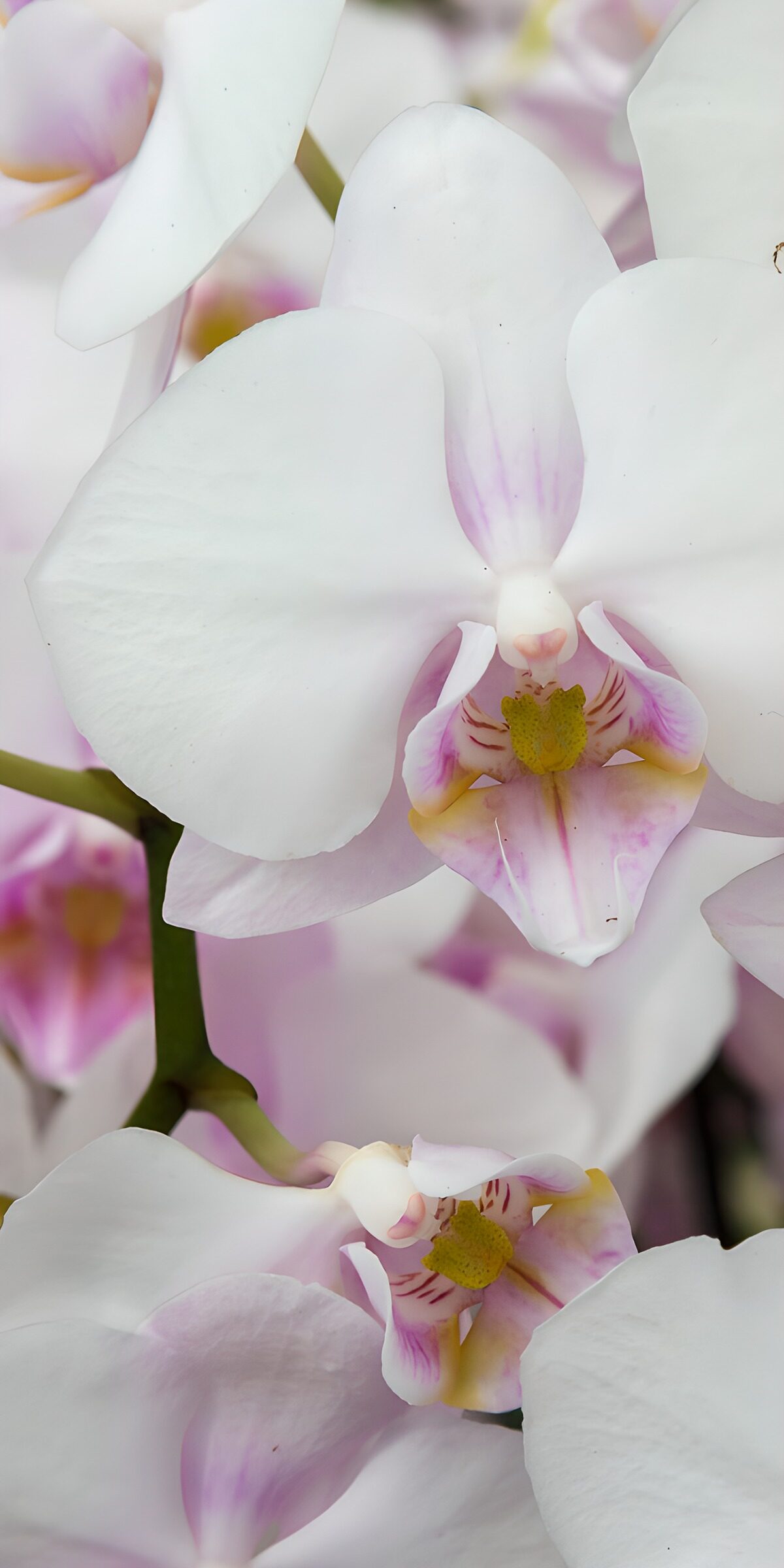 OCCOM3031236: Elegant White Orchid Blooms