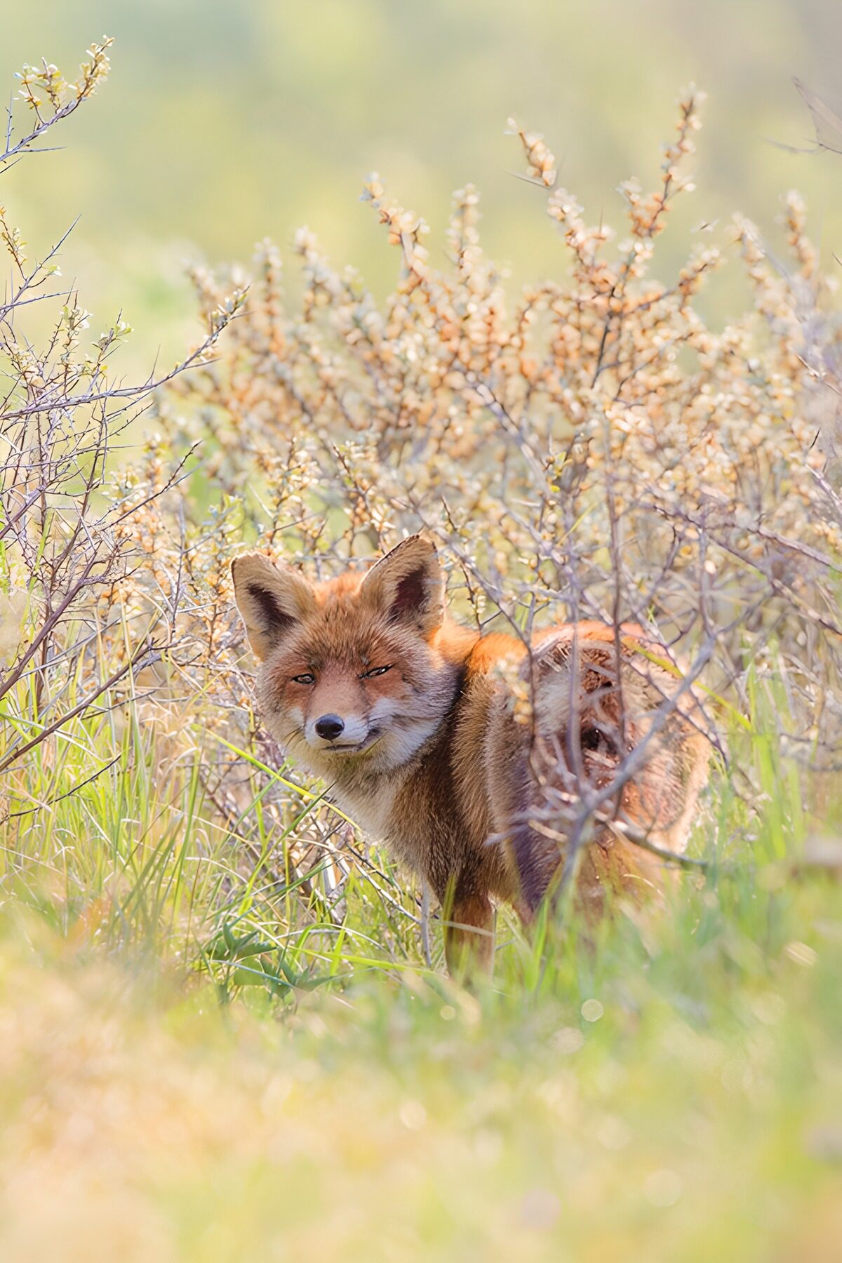 OCCOM1044394: Curious Fox Among the Thickets