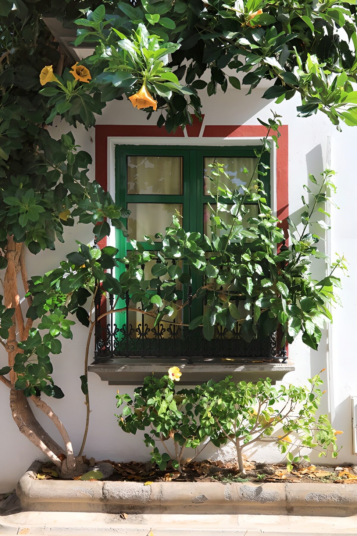 Lush Greenery by a Charming Window