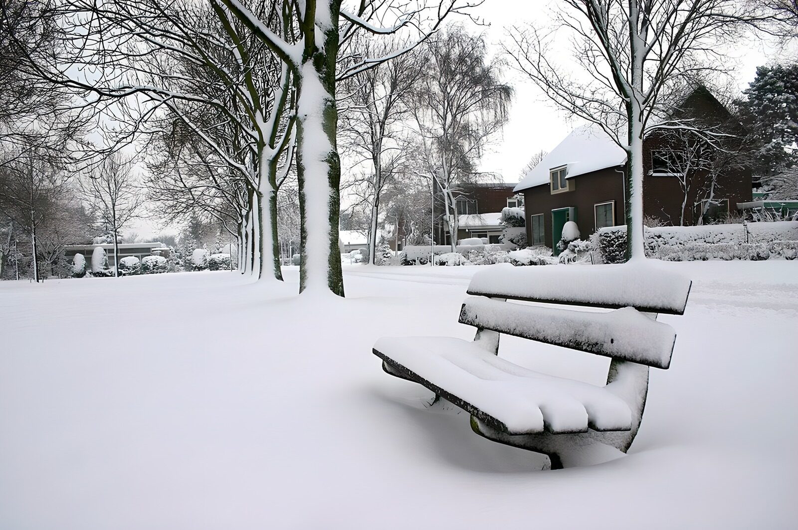 OCCOM8240468: "Winter's Quiet Embrace"
