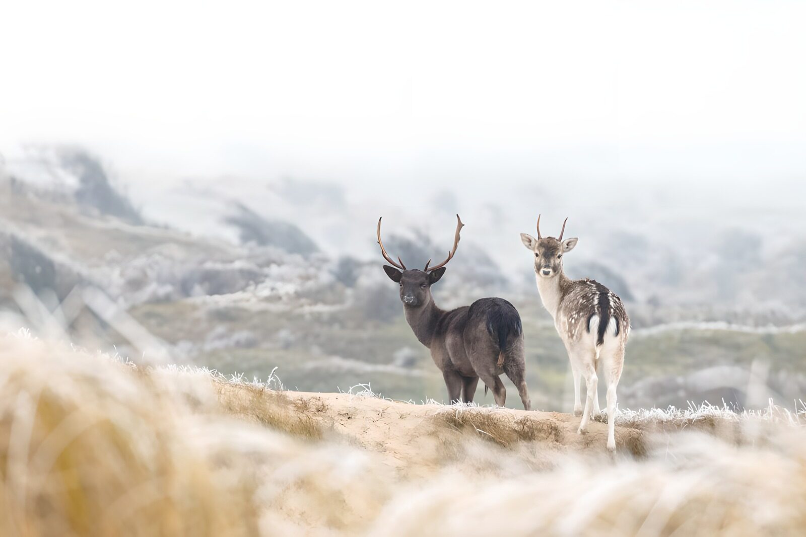 OCCOM1097535: Misty Encounter with Fallow Deer