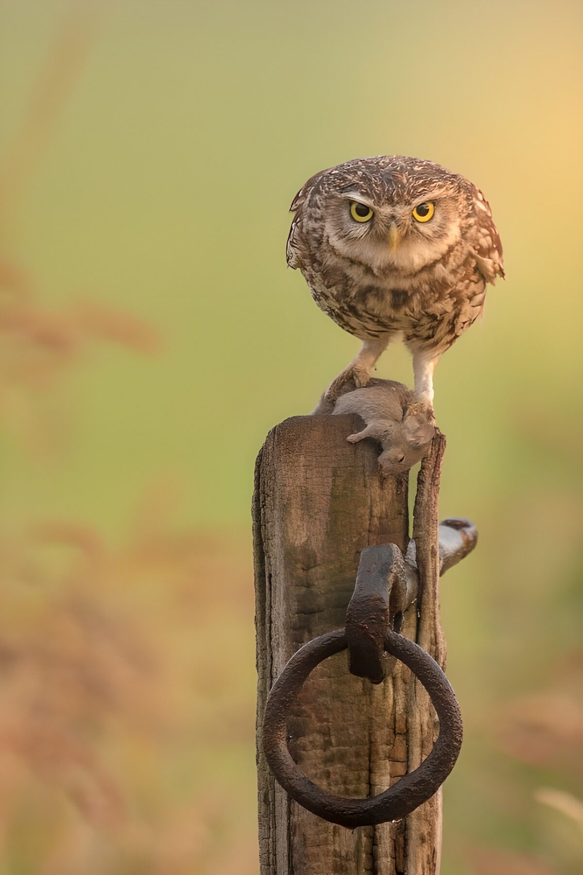 Owl on a Post with Prey