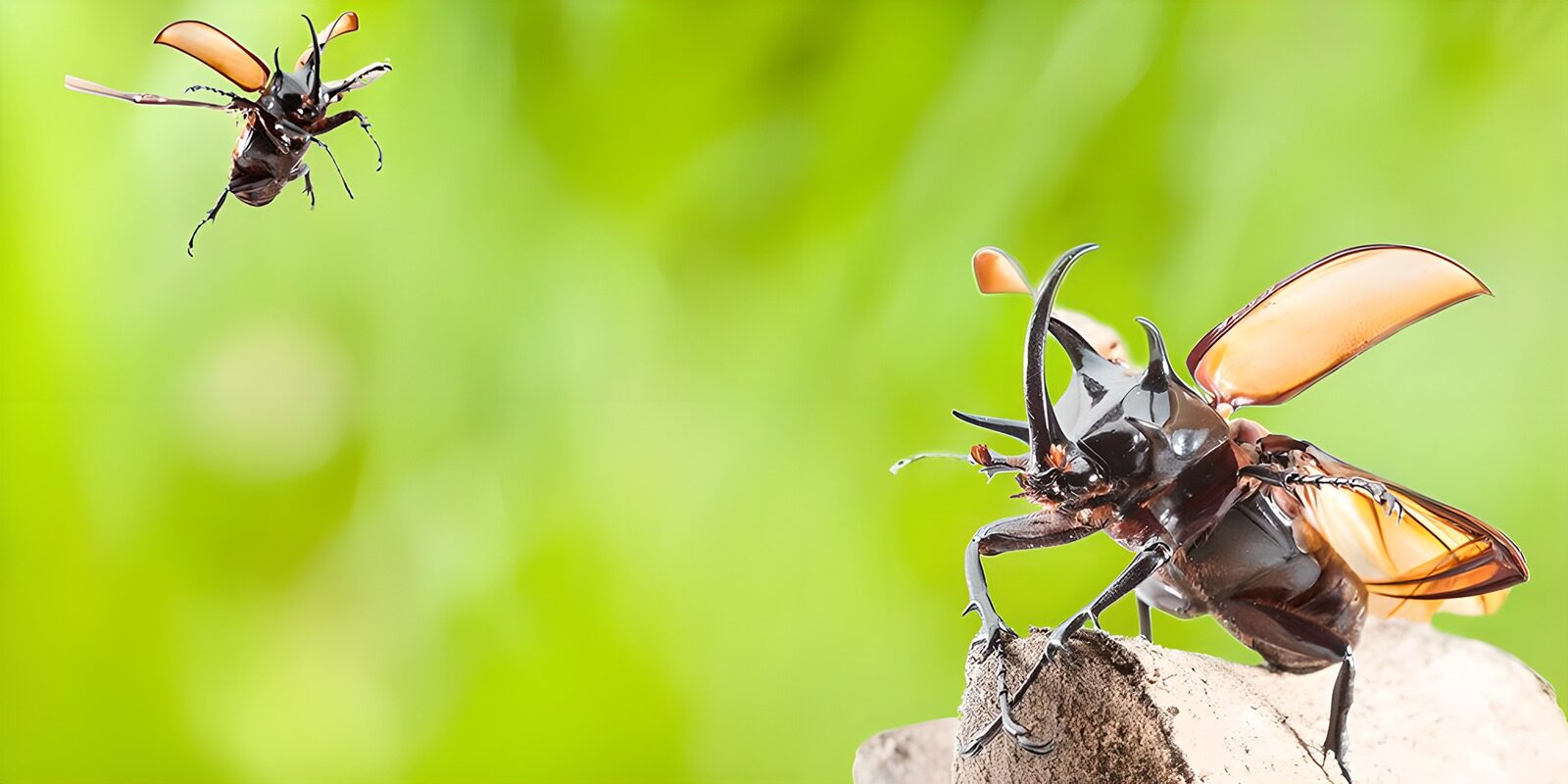 OCCOM9959589: Battle of the Beetles in Flight